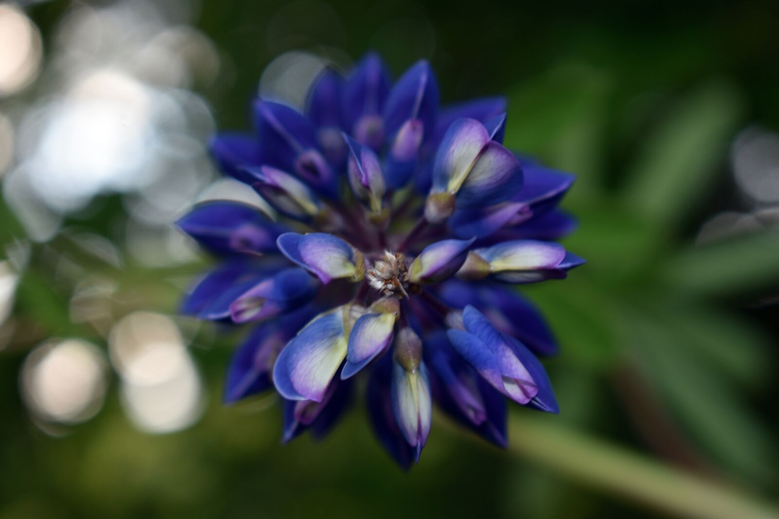 Nikon D3400 sample photo. Lupine, flower, spring photography