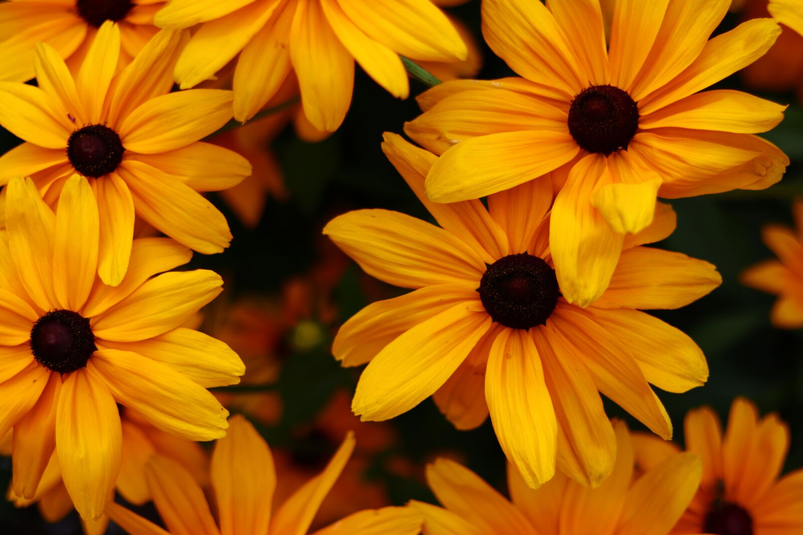 Canon EOS M50 (EOS Kiss M) sample photo. Yellow, flowers, beautiful photography
