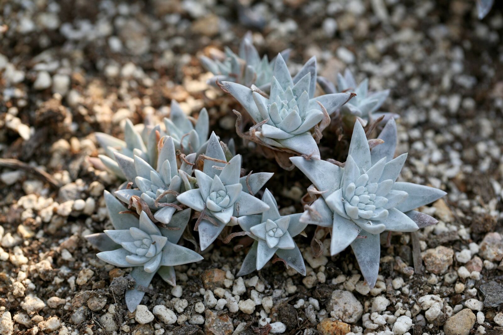 Canon EOS 5D sample photo. A fleshy plant, fleshy photography