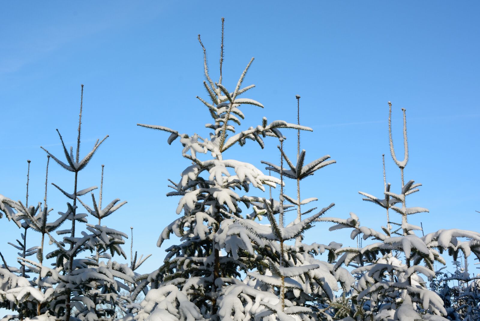 Nikon D7100 sample photo. Snow, winter, fir tips photography