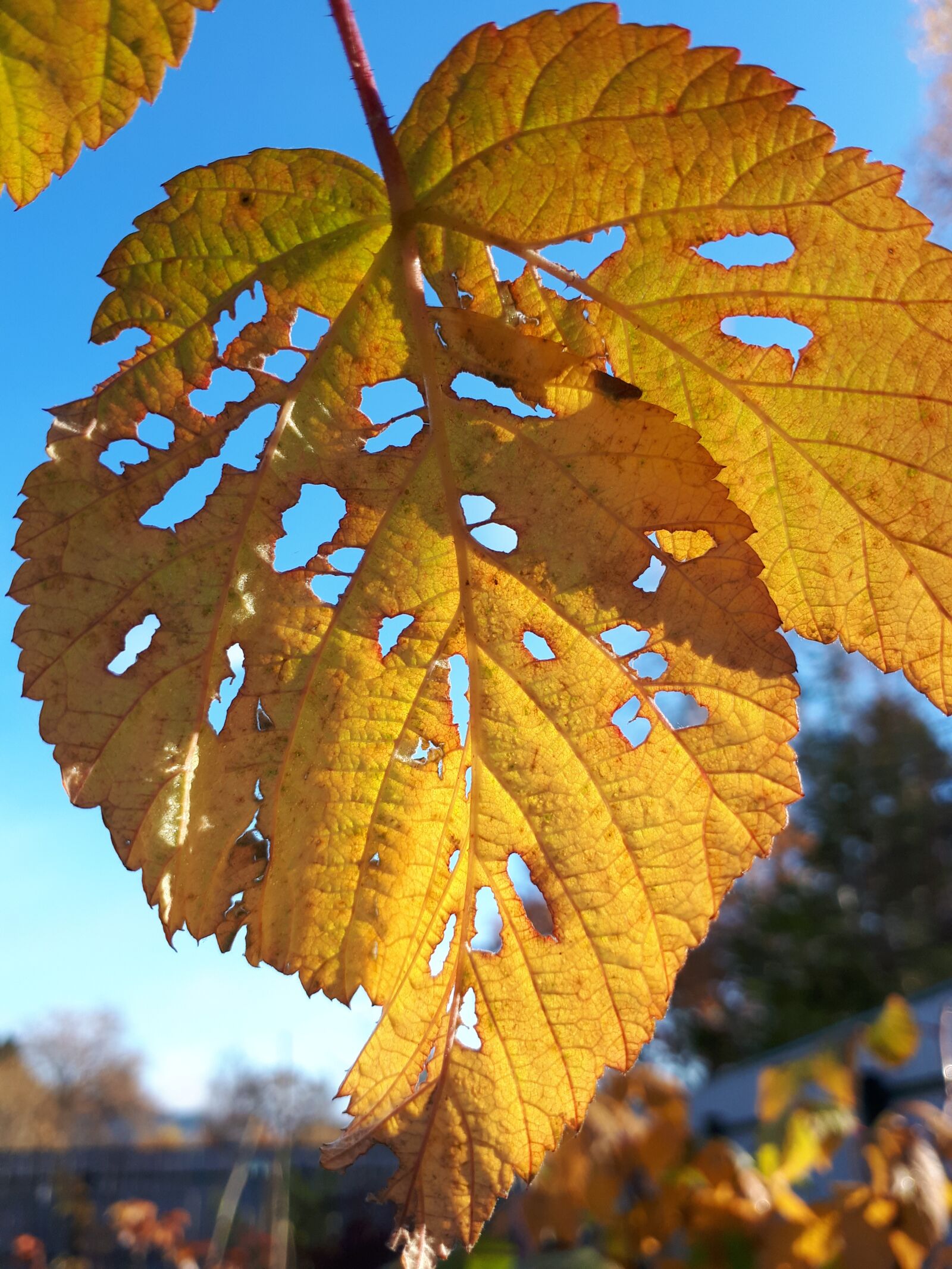 Samsung Galaxy A5(2017) sample photo. Sheet, autumn, yellow photography