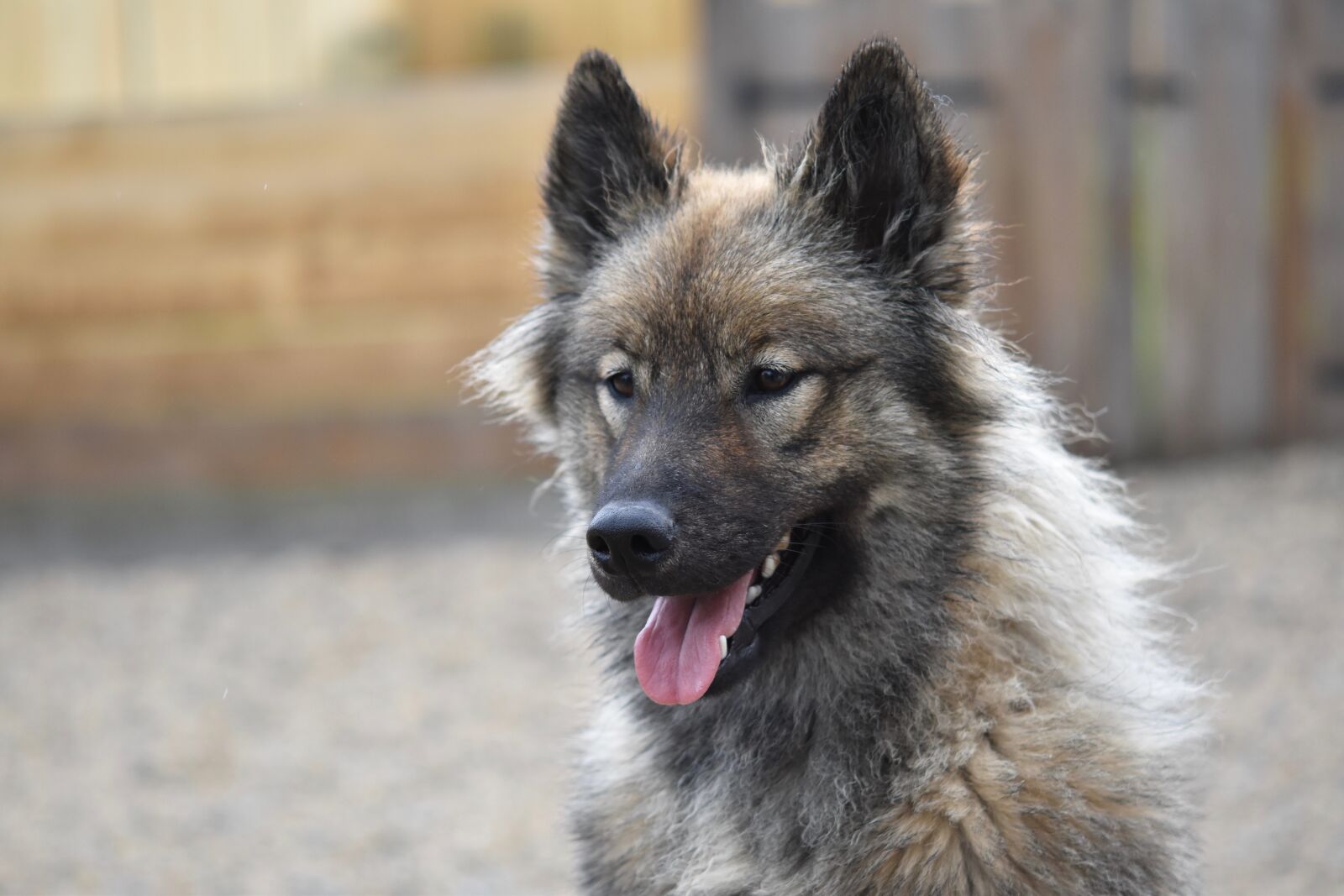 Nikon D5600 sample photo. Dog, bitch, dog eurasier photography