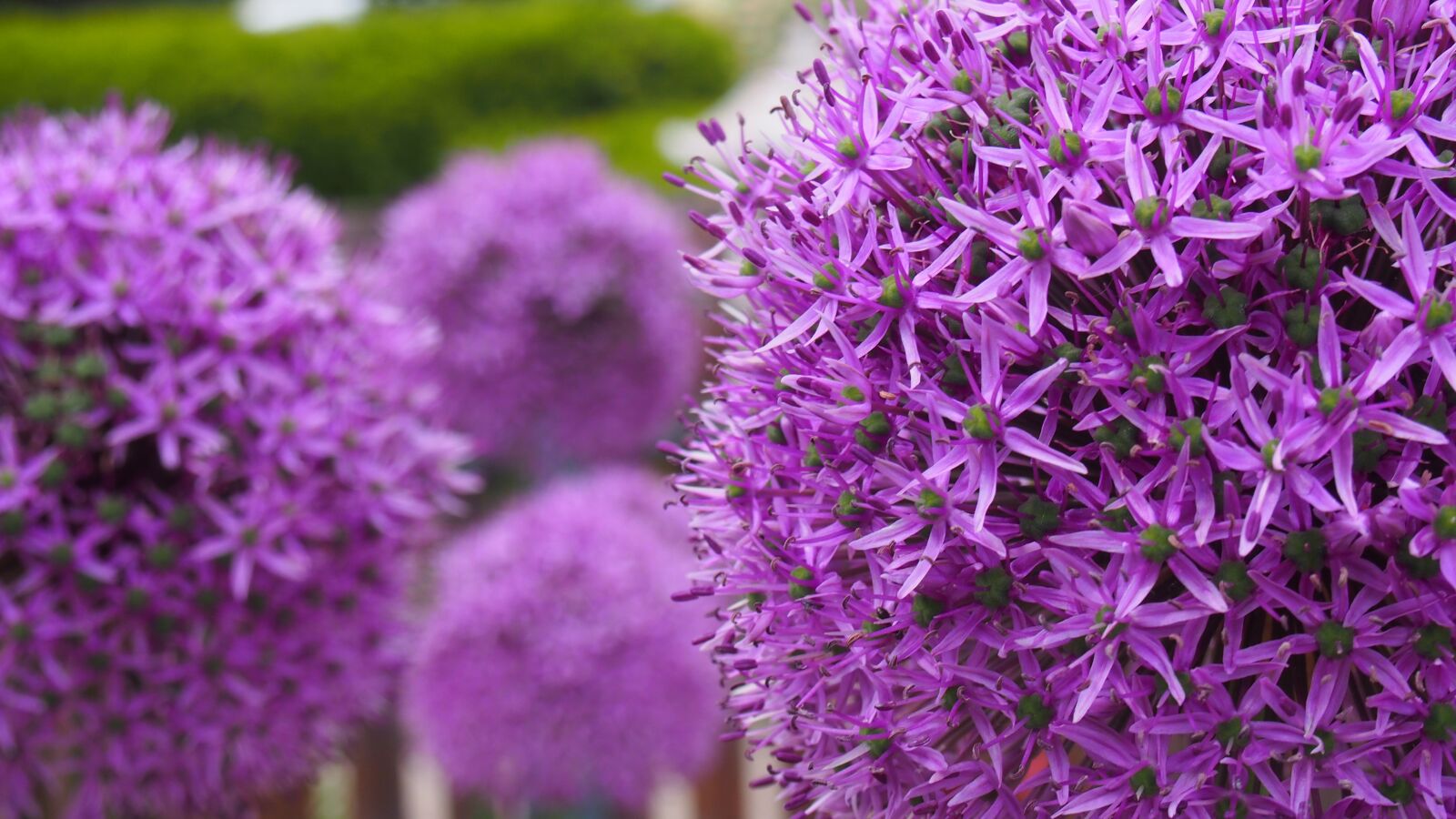 Olympus PEN E-PL6 sample photo. Flower, flowers, garlic photography
