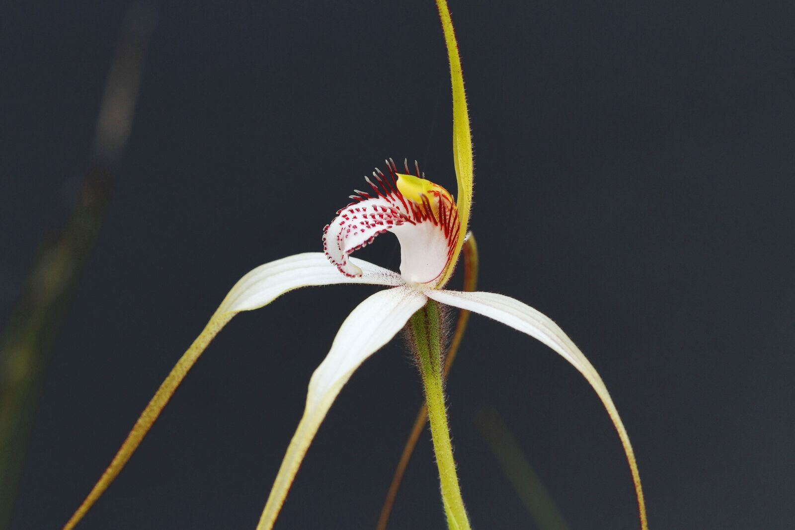 Canon EOS 7D + Canon EF 100mm F2.8 Macro USM sample photo. White spider orchid, orchids photography
