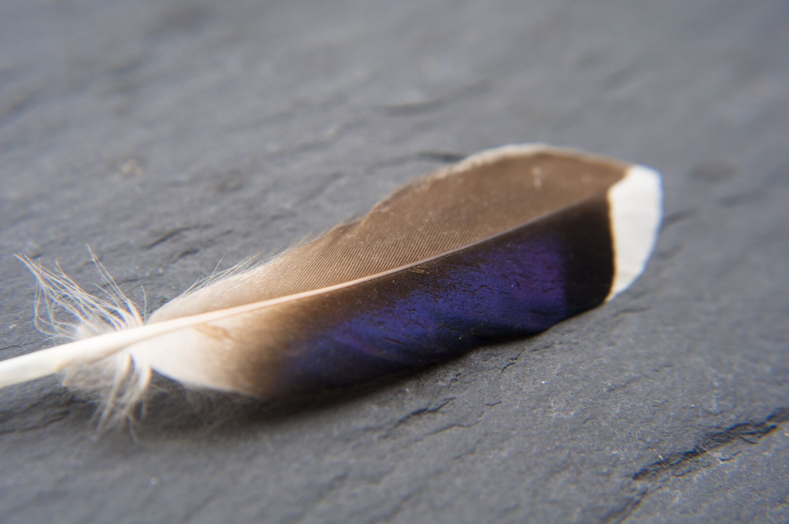 Nikon D90 sample photo. Feather, macro, close up photography