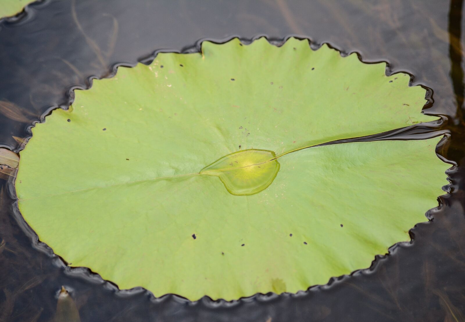Nikon D5200 sample photo. Desktop, flora, leaf photography