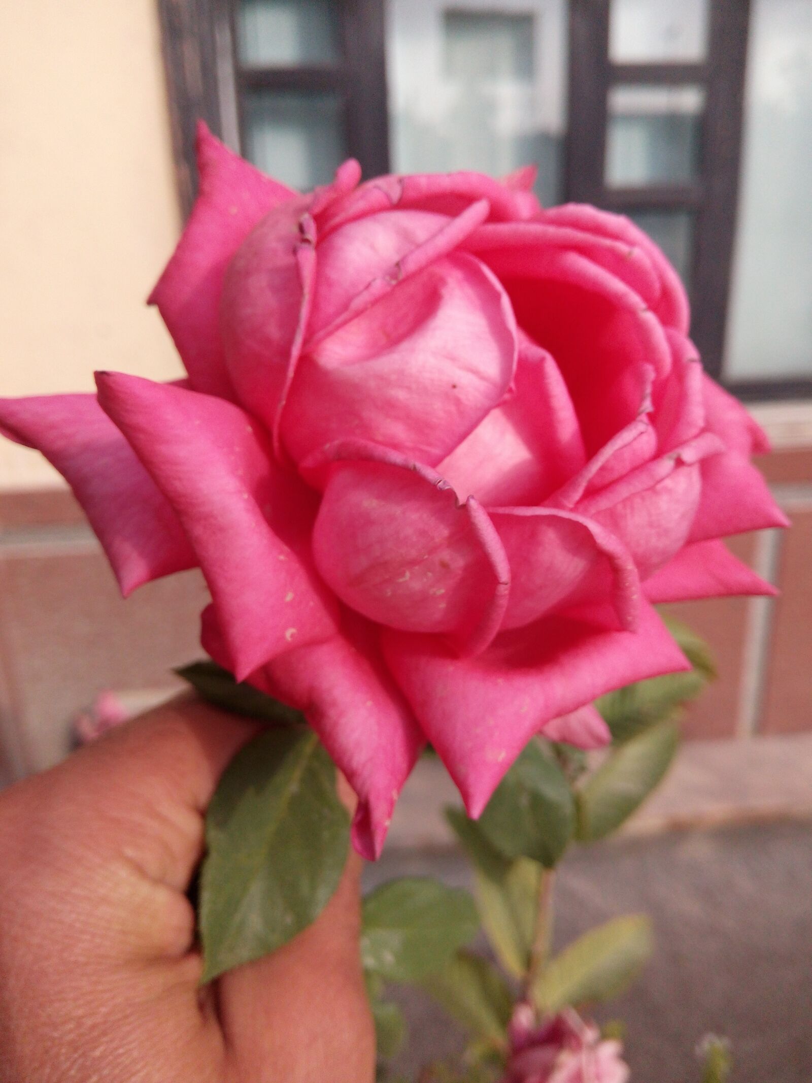 HUAWEI Y6 PRO sample photo. Rose, for, you photography