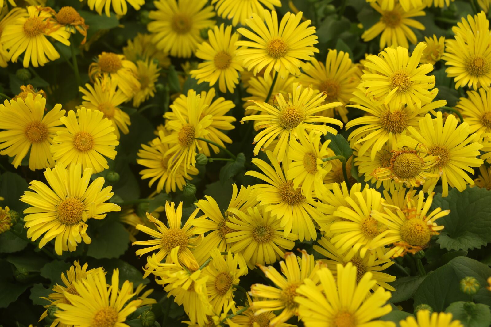 Canon EOS 7D Mark II sample photo. Flower, yellow, nature photography