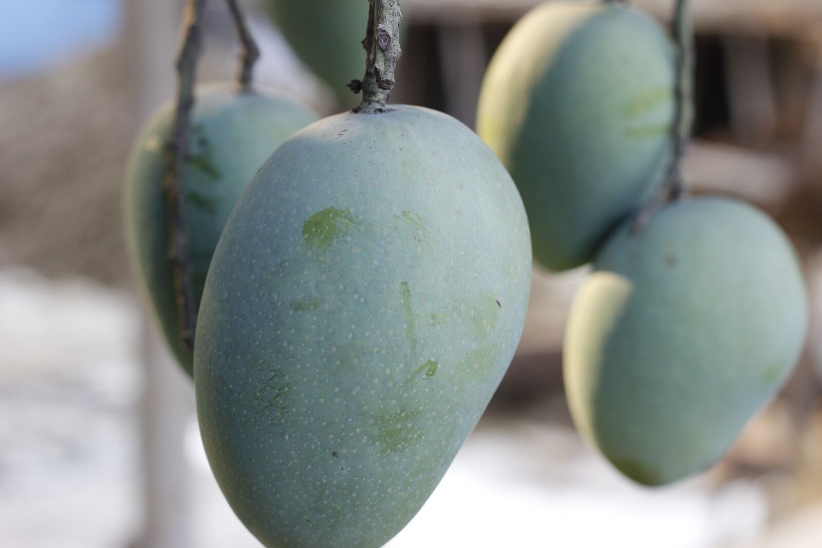 Canon EOS 600D (Rebel EOS T3i / EOS Kiss X5) sample photo. Mango, raw, tree photography