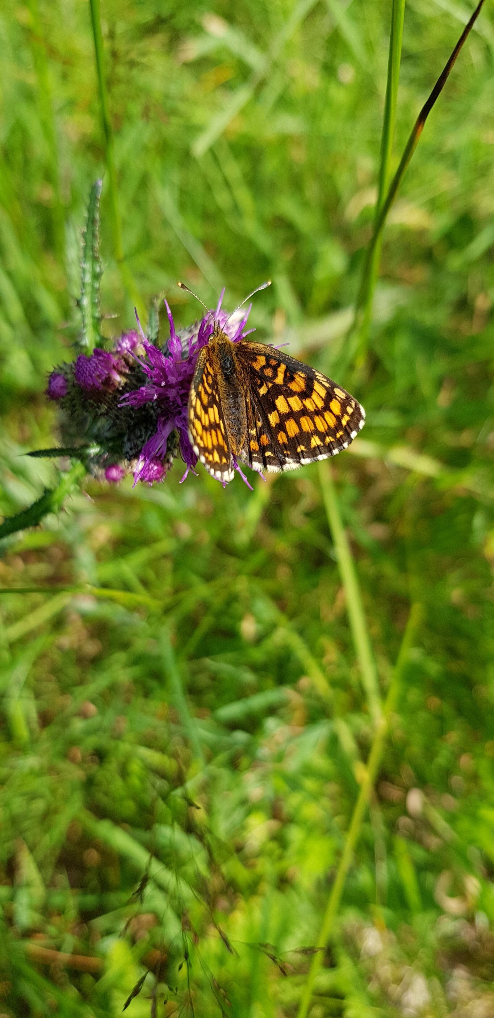 Samsung Galaxy S8 sample photo. Nature, plant, garden photography