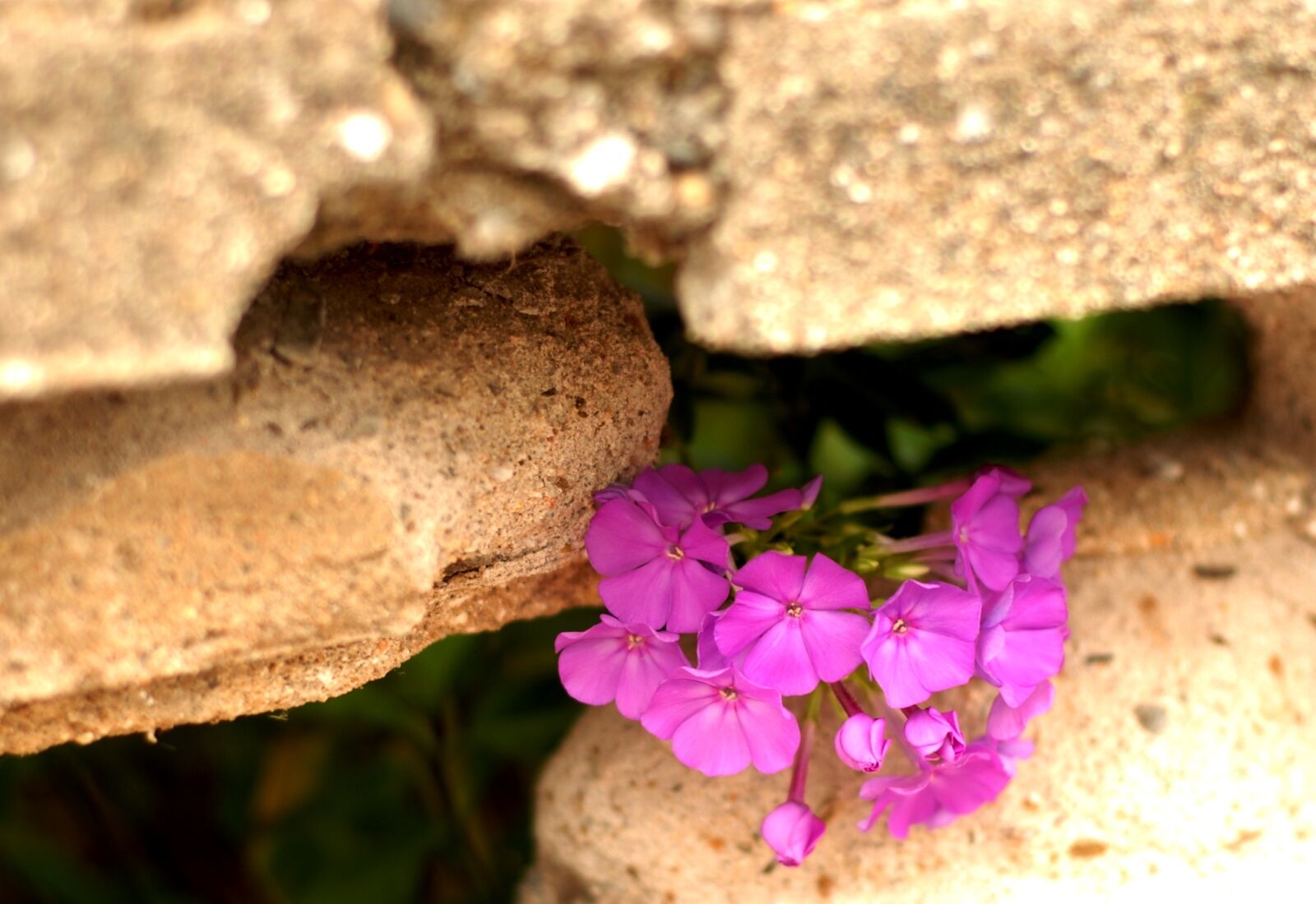 Nikon D200 sample photo. Fence, hole, flower photography