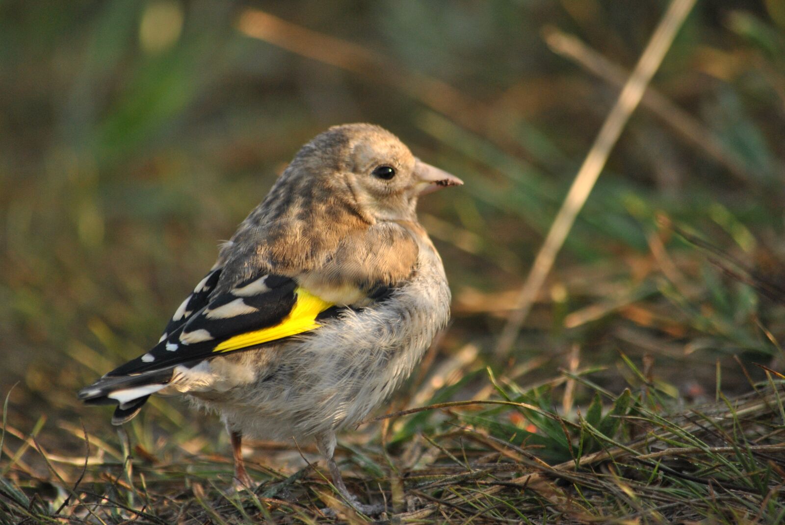 Nikon D3000 sample photo. Bird, ptenec, goldfinch photography