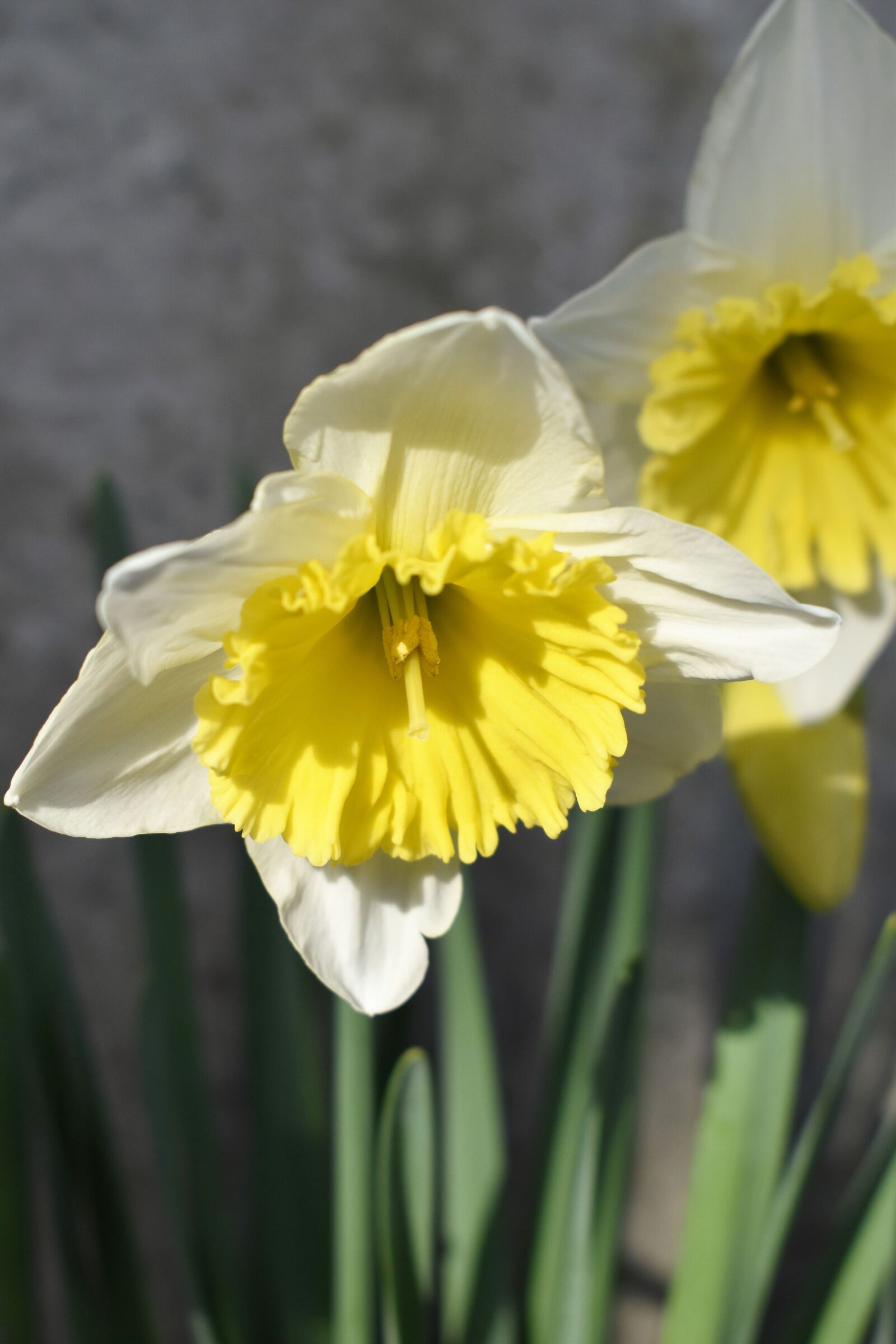 Nikon D5500 sample photo. Osterglocken, flowers, plant photography
