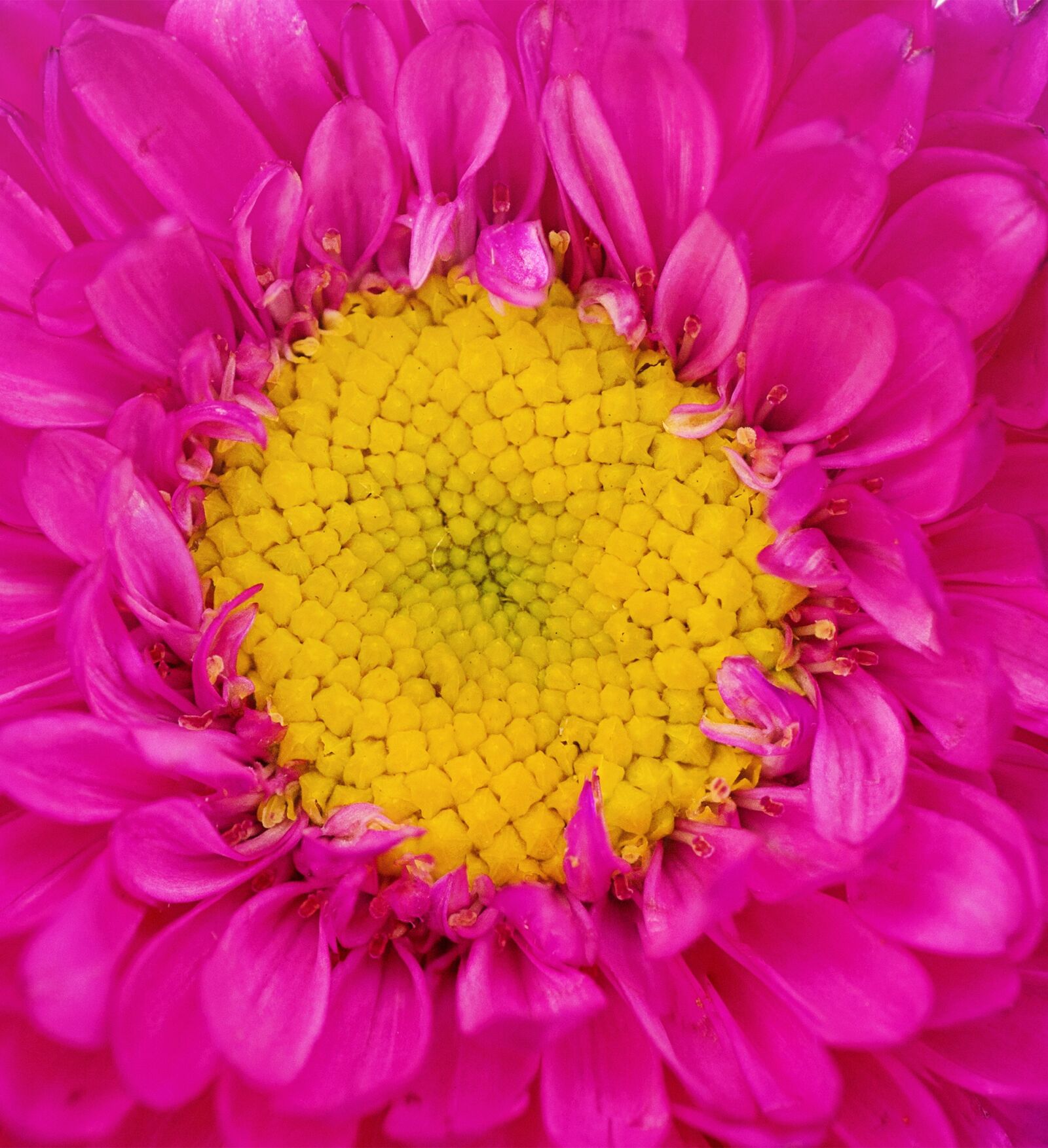 Canon EOS 5D Mark III sample photo. Nature, flower, flora photography
