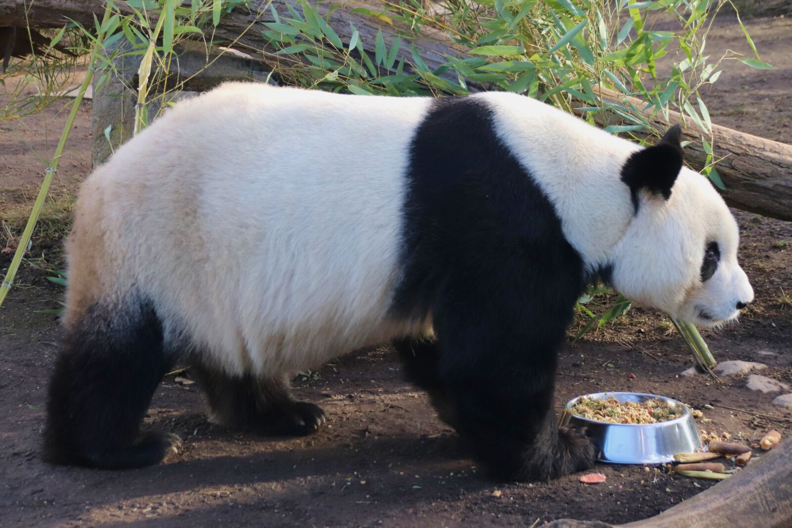 Canon EOS 77D (EOS 9000D / EOS 770D) sample photo. Panda, large, bear photography