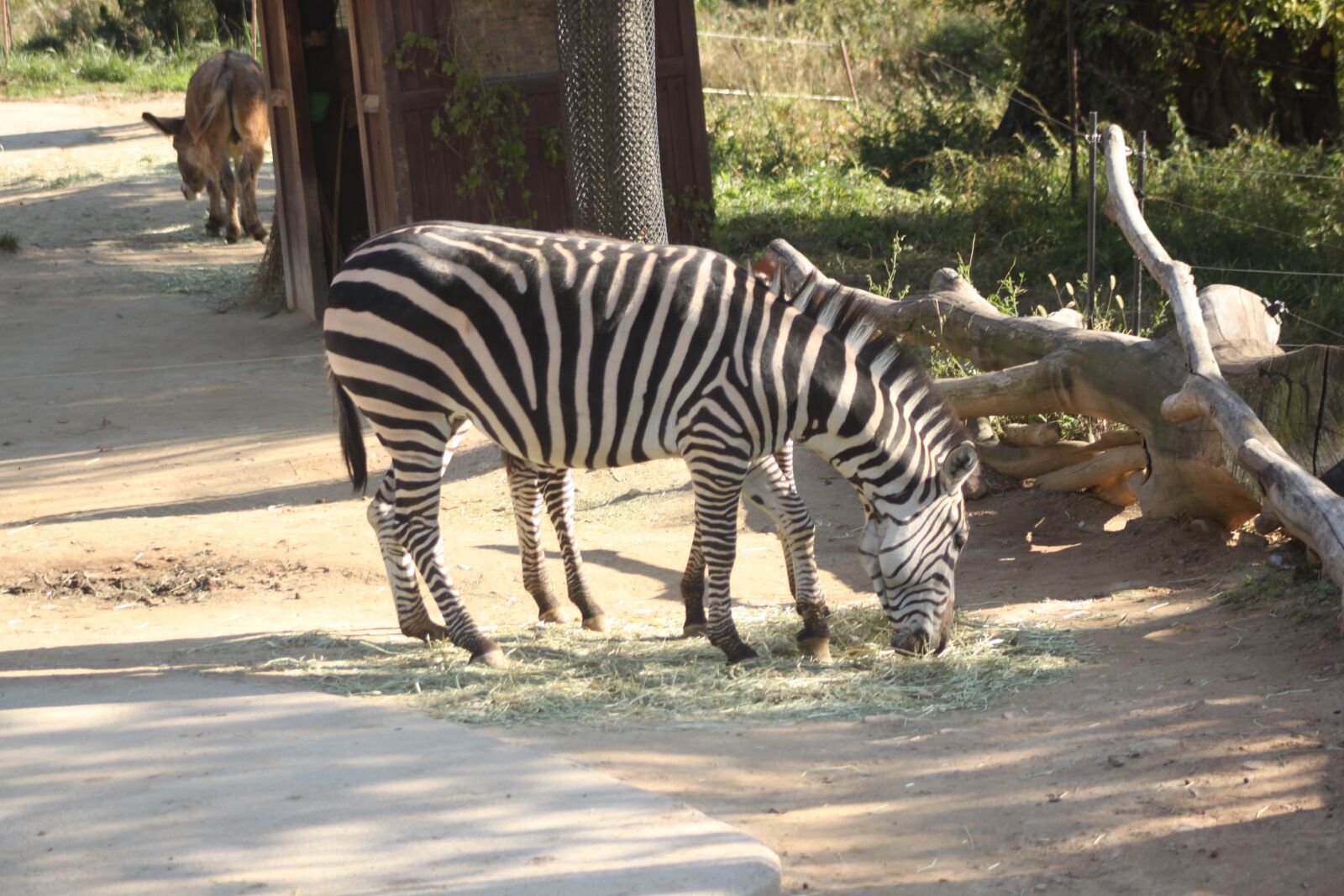 Canon EOS 500D (EOS Rebel T1i / EOS Kiss X3) sample photo. Zebra, everland zoo photography