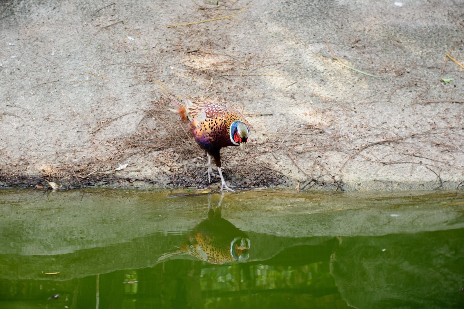 Nikon D7100 sample photo. Bird, park, garden photography