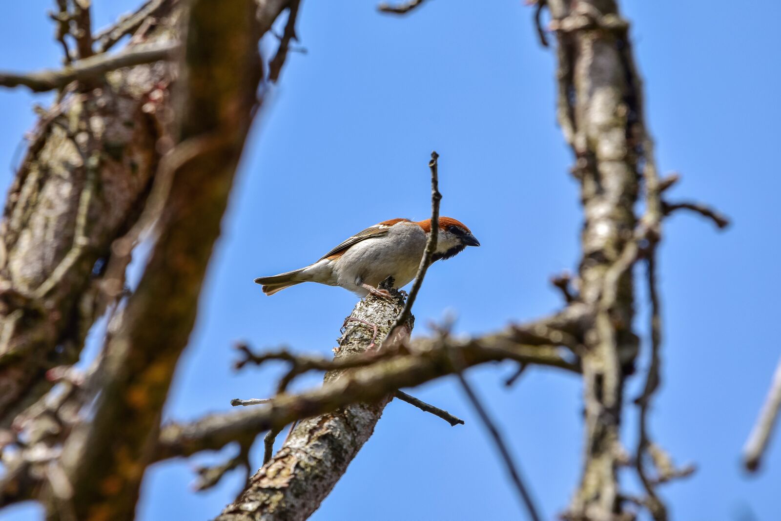 Nikon D7200 sample photo. Animal, forest, wood photography