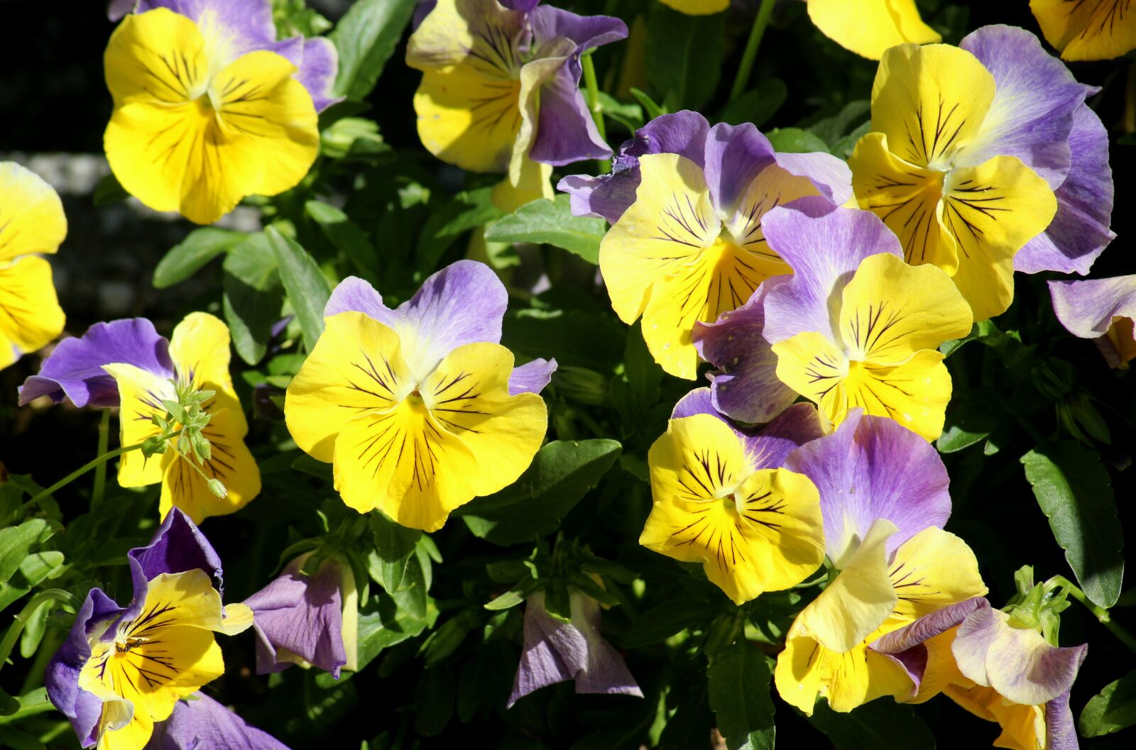Canon EOS 1200D (EOS Rebel T5 / EOS Kiss X70 / EOS Hi) sample photo. Pansies, flowers, violet photography