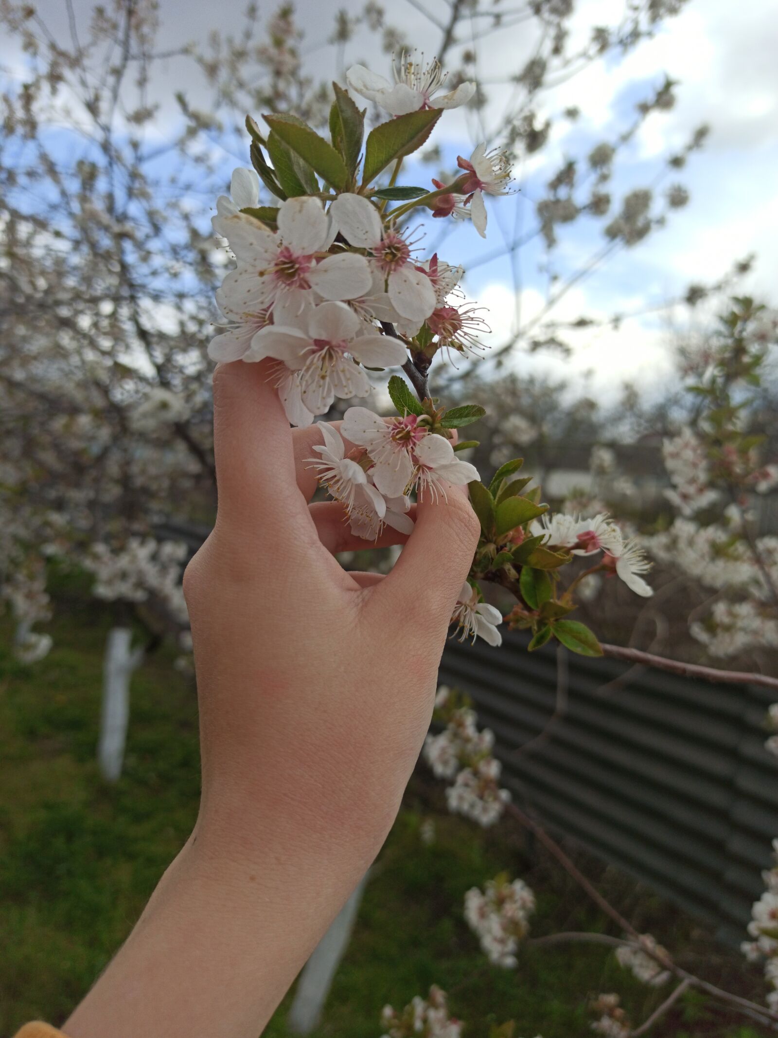 Xiaomi Redmi Note 8 Pro sample photo. лето, весна, рука photography