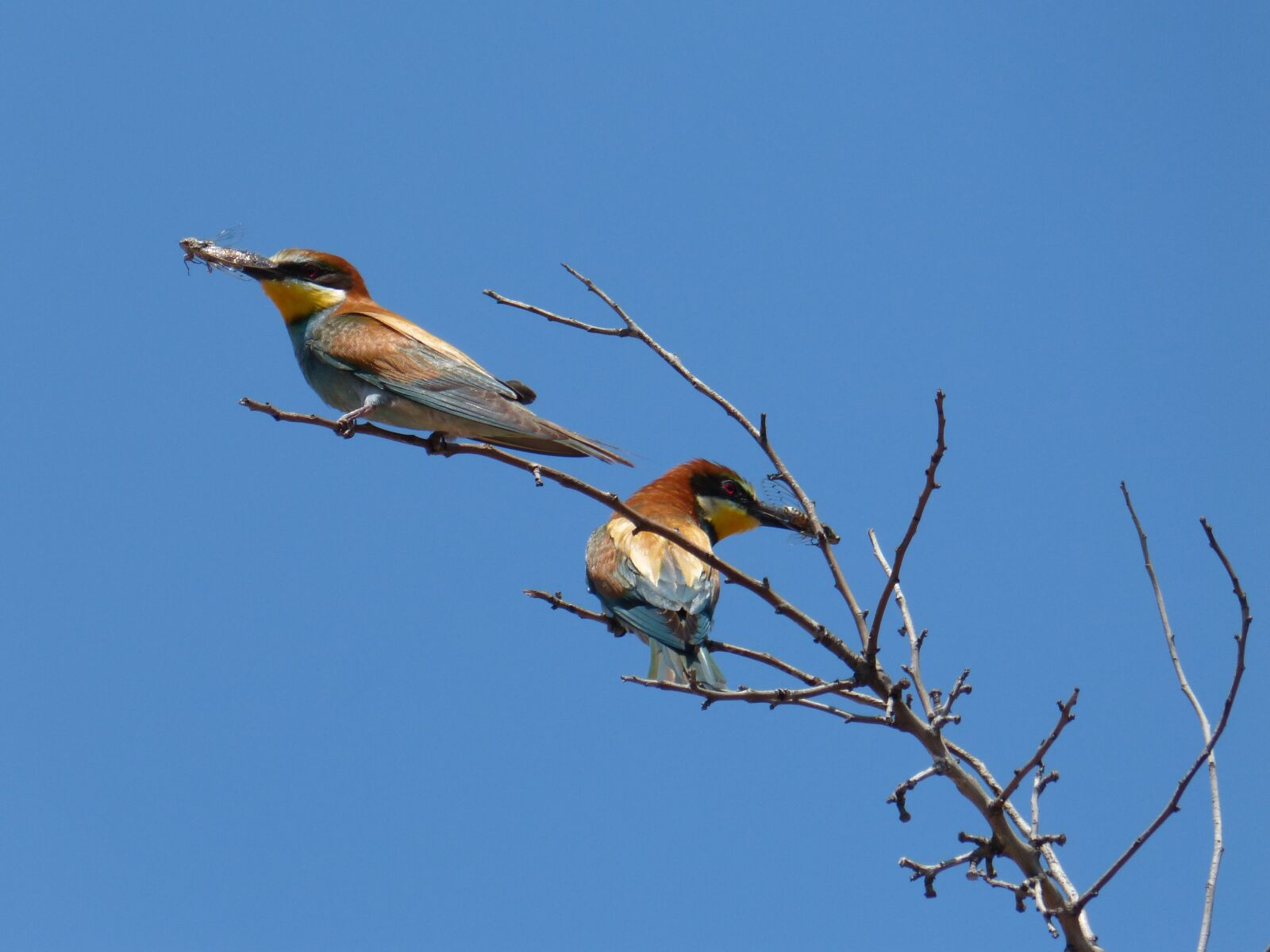 Panasonic DMC-FZ62 sample photo. Merops apiaster, bee-eater, bee photography
