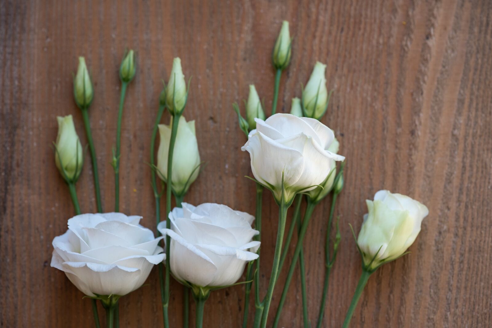 Nikon D750 sample photo. Lisianthus, flower, blossom photography