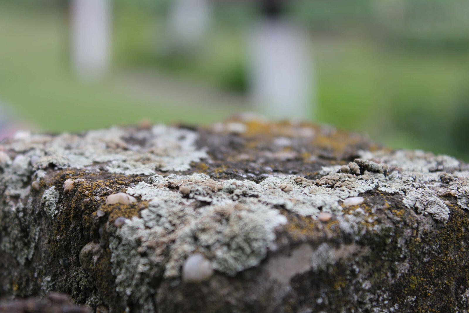 Canon EF-S 18-55mm F3.5-5.6 IS sample photo. Lichen, blur, close-up, macro photography