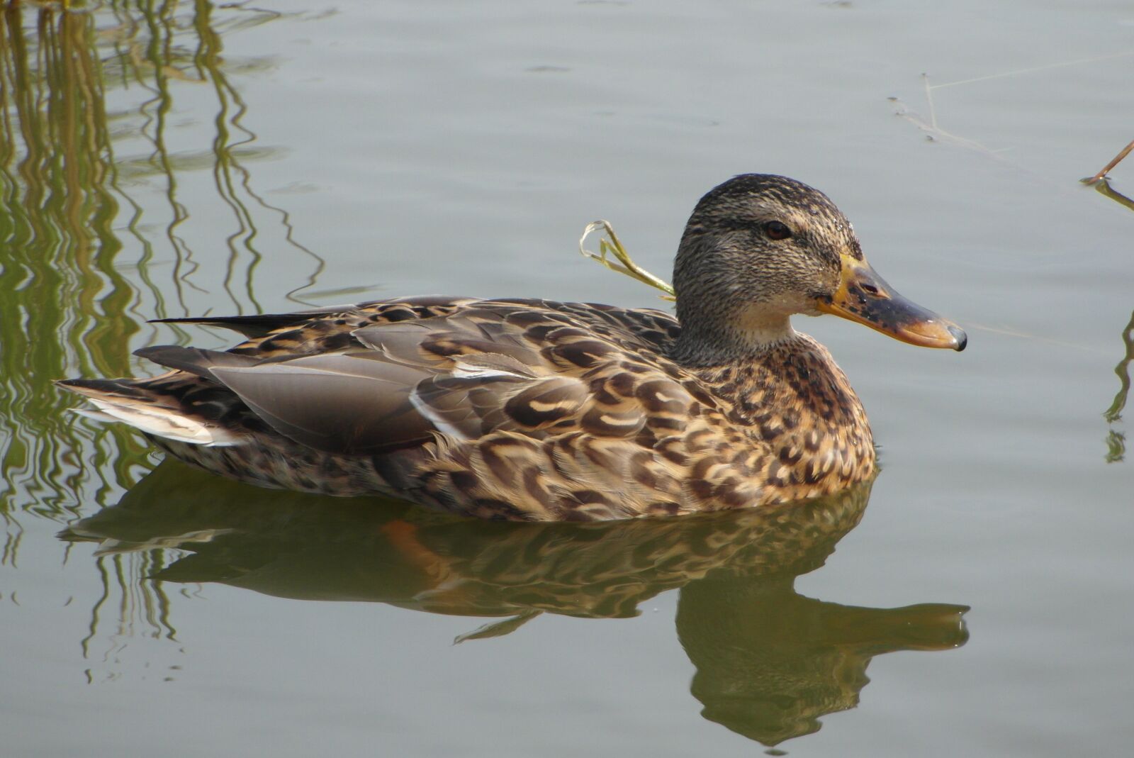 Samsung WB750 sample photo. Duck, water, bird photography