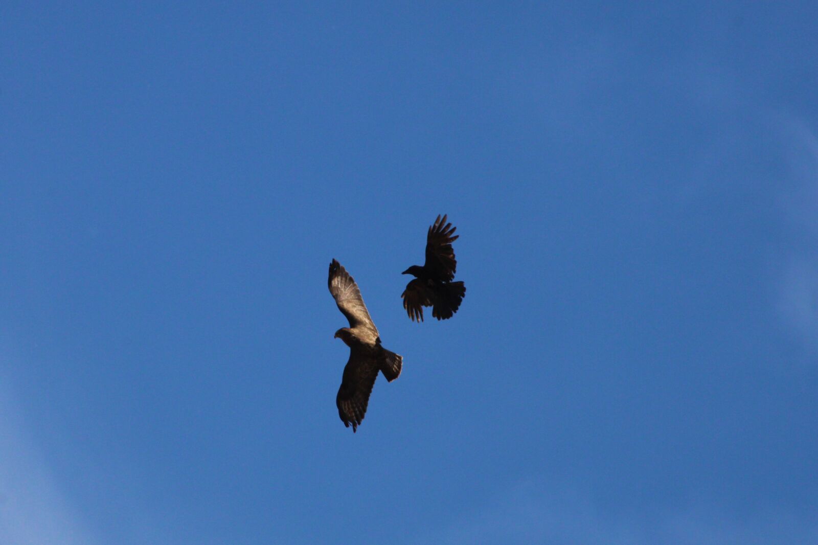 Canon EOS 2000D (EOS Rebel T7 / EOS Kiss X90 / EOS 1500D) sample photo. Buzzard, common buzzard, raven photography
