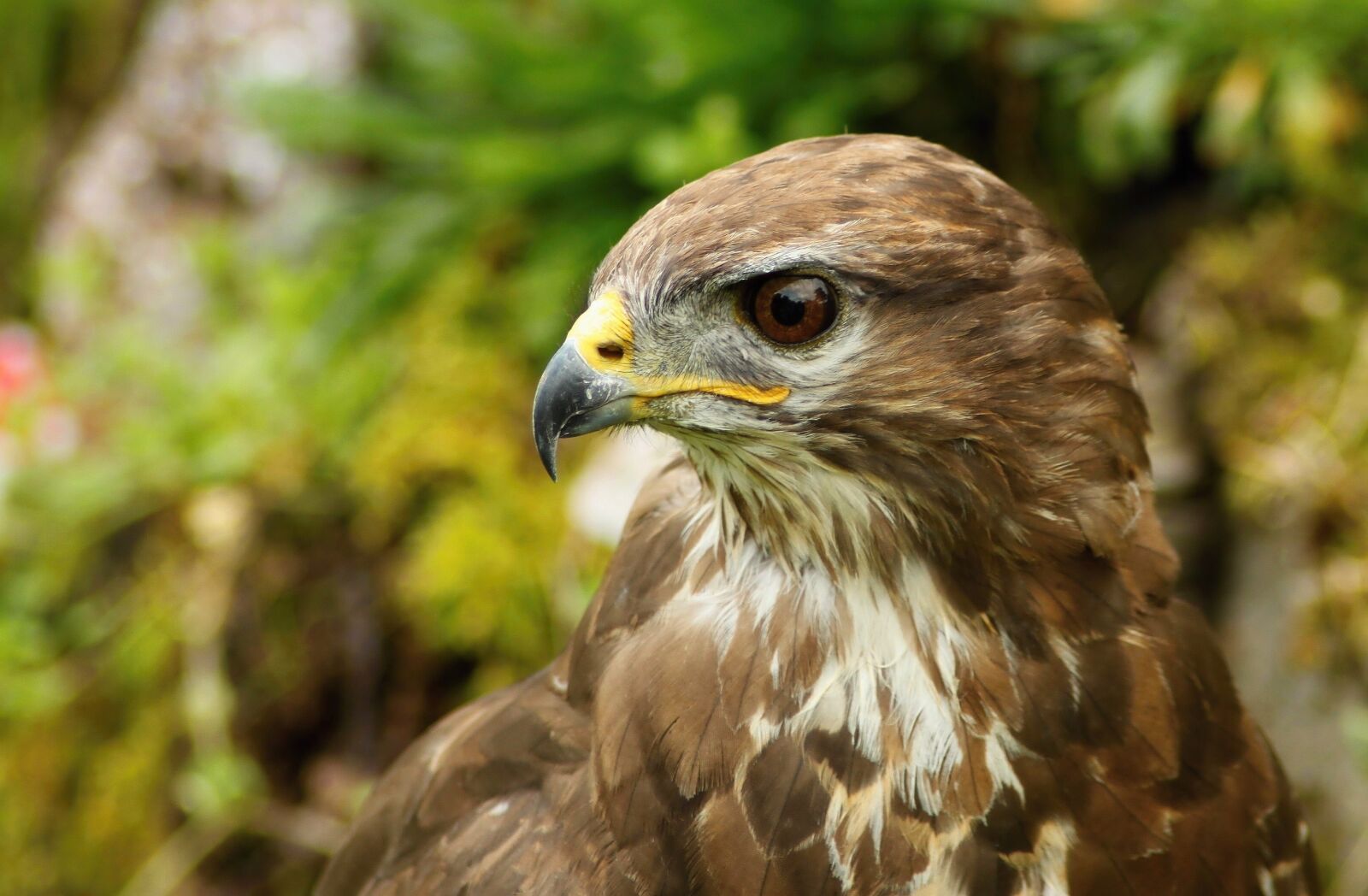 Canon EOS 500D (EOS Rebel T1i / EOS Kiss X3) sample photo. Buzzard, predators, hunters photography