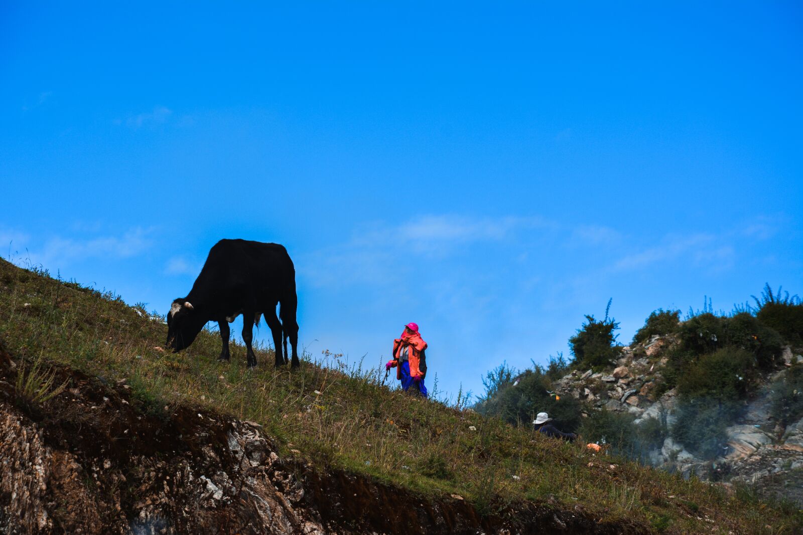 Nikon D5200 sample photo. Cow, tibet, sky photography