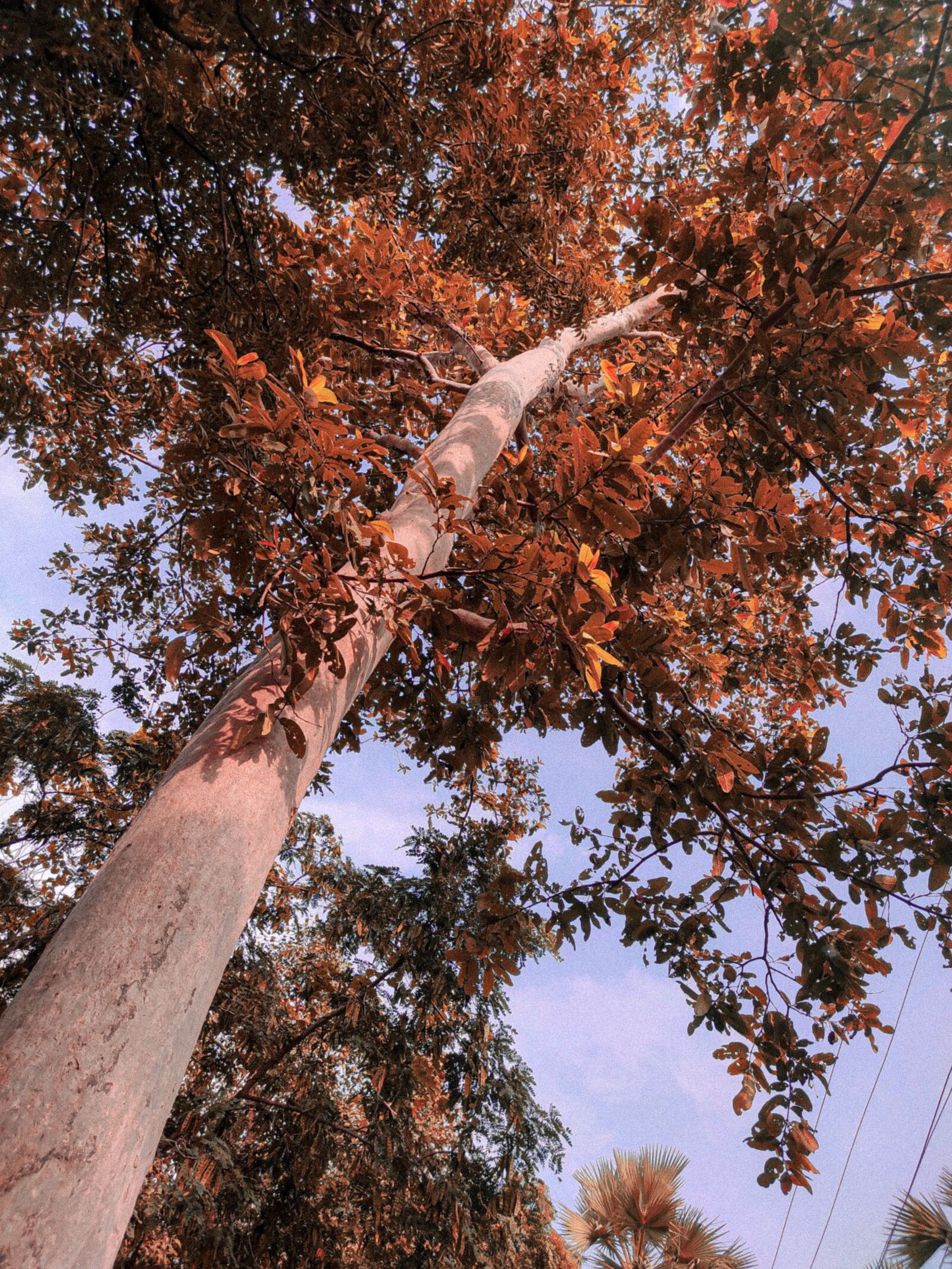 Xiaomi Redmi Note 7 Pro sample photo. Tree, natural, beautiful photography