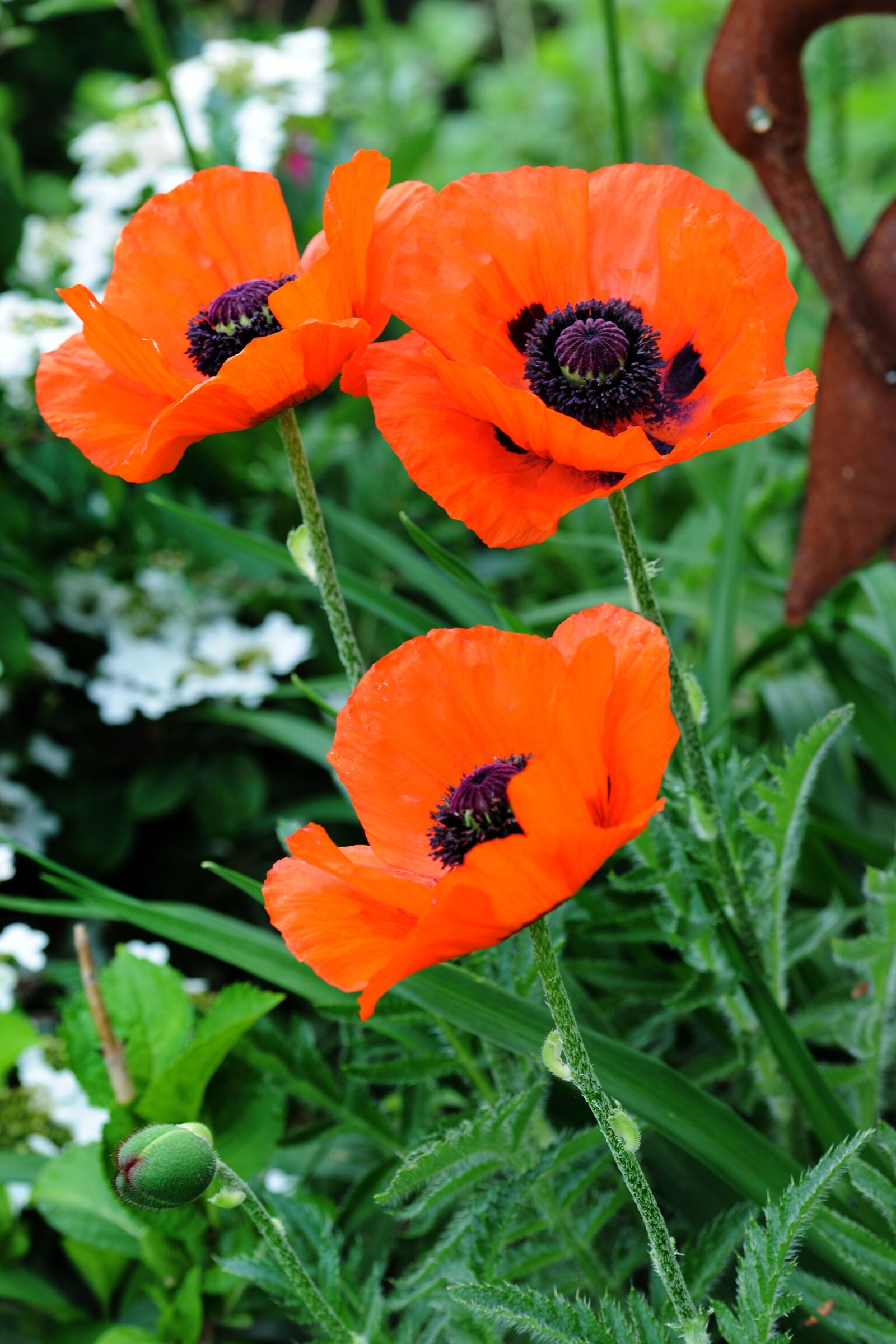 Nikon D3X sample photo. Poppy, flower, blossom photography