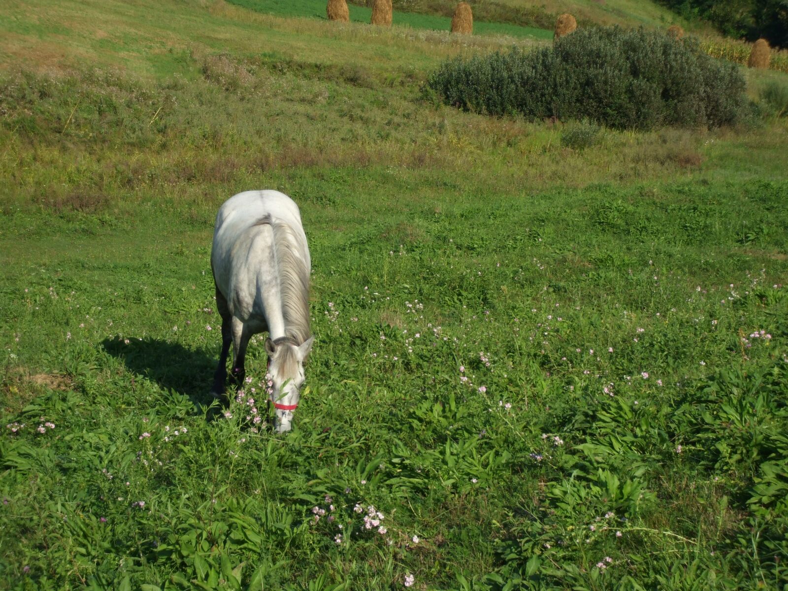 Fujifilm FinePix A800 sample photo. White horse, horse, stallion photography