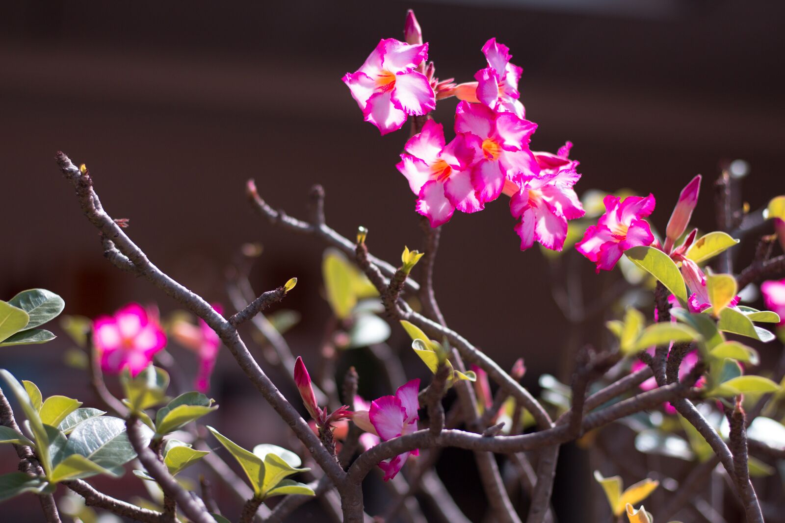 Canon EOS 700D (EOS Rebel T5i / EOS Kiss X7i) sample photo. Cylinder diamond, plant, plants photography