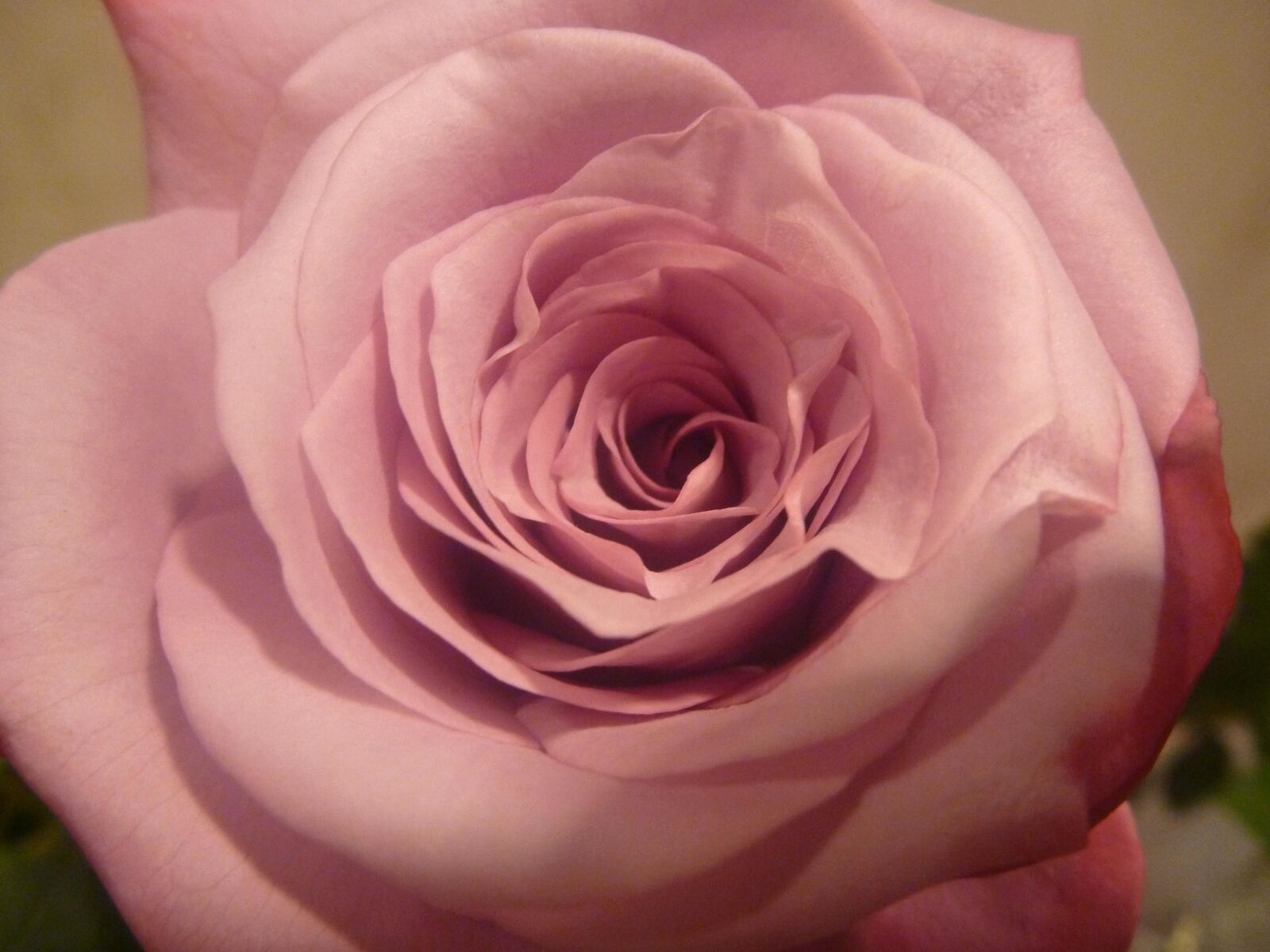 Panasonic DMC-TS2 sample photo. Beautiful, rose flower, petals photography