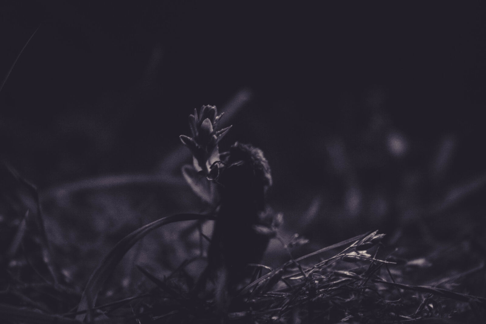Canon EOS 20D sample photo. Blade, of, grass, dark photography