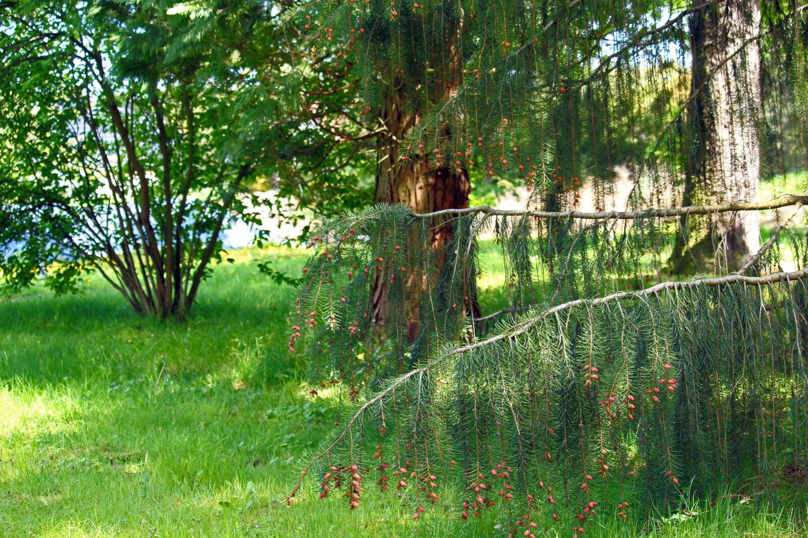 Canon EF-S 55-250mm F4-5.6 IS STM sample photo. Arboretum, park, nature photography