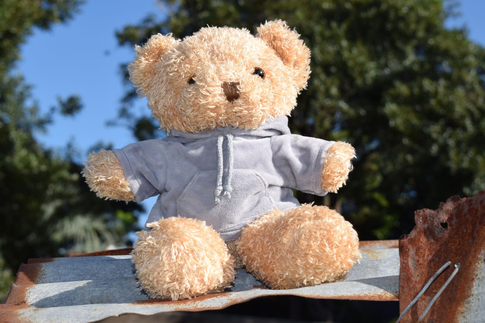 Nikon D5300 sample photo. Bear, toy, teddy photography