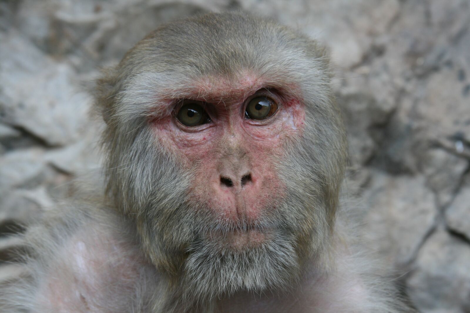 Canon EOS 400D (EOS Digital Rebel XTi / EOS Kiss Digital X) sample photo. Monkey, india, portrait photography
