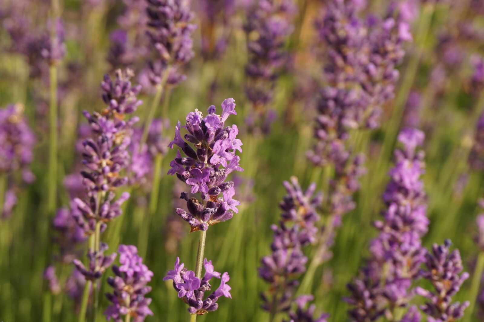 Sony a6000 sample photo. Lavender, flowers, nature photography