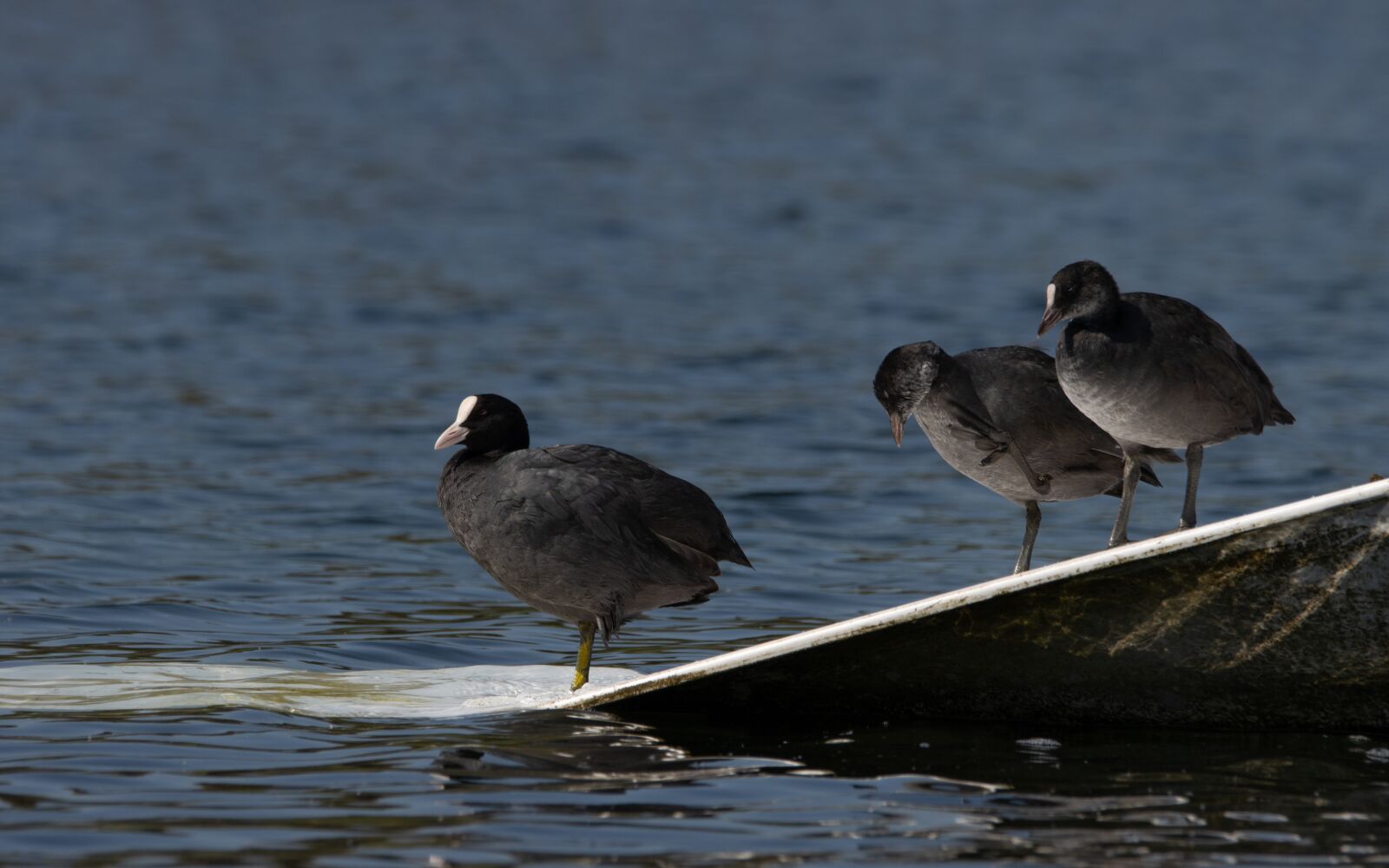 150-600mm F5-6.3 DG OS HSM | Contemporary 015 sample photo. Coots, rest, standing photography