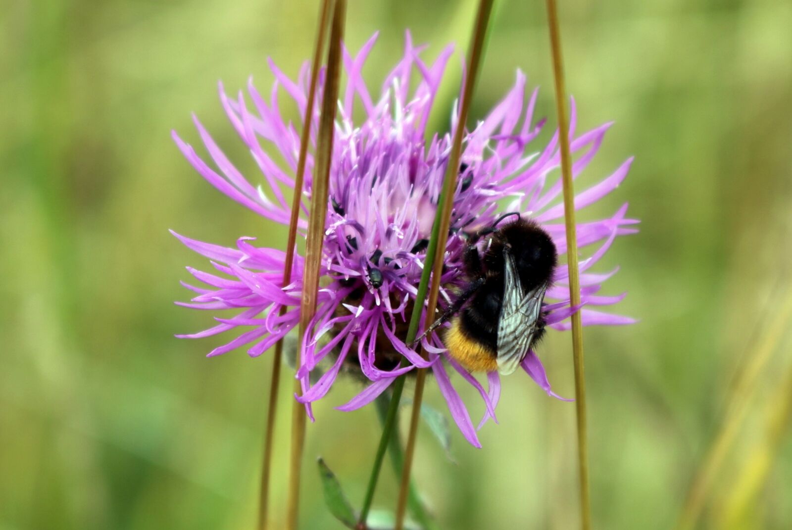 Canon EOS 750D (EOS Rebel T6i / EOS Kiss X8i) sample photo. Bee, flower, summer photography