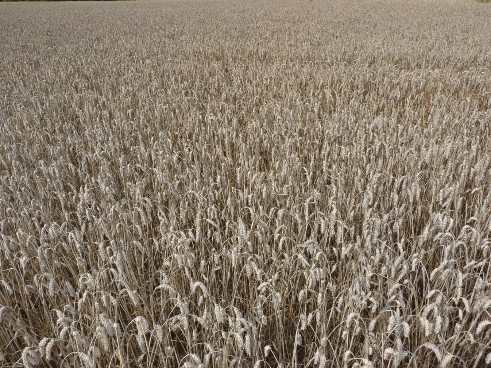 Panasonic Lumix DMC-FZ35 (Lumix DMC-FZ38) sample photo. Cornfield, summer, plant photography