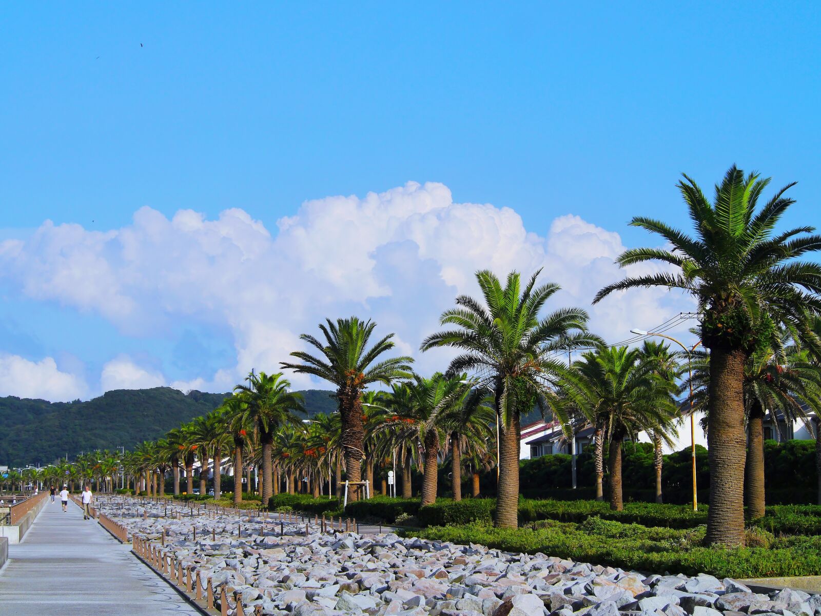 Panasonic Lumix DMC-GX1 sample photo. Palm trees, tree lined photography