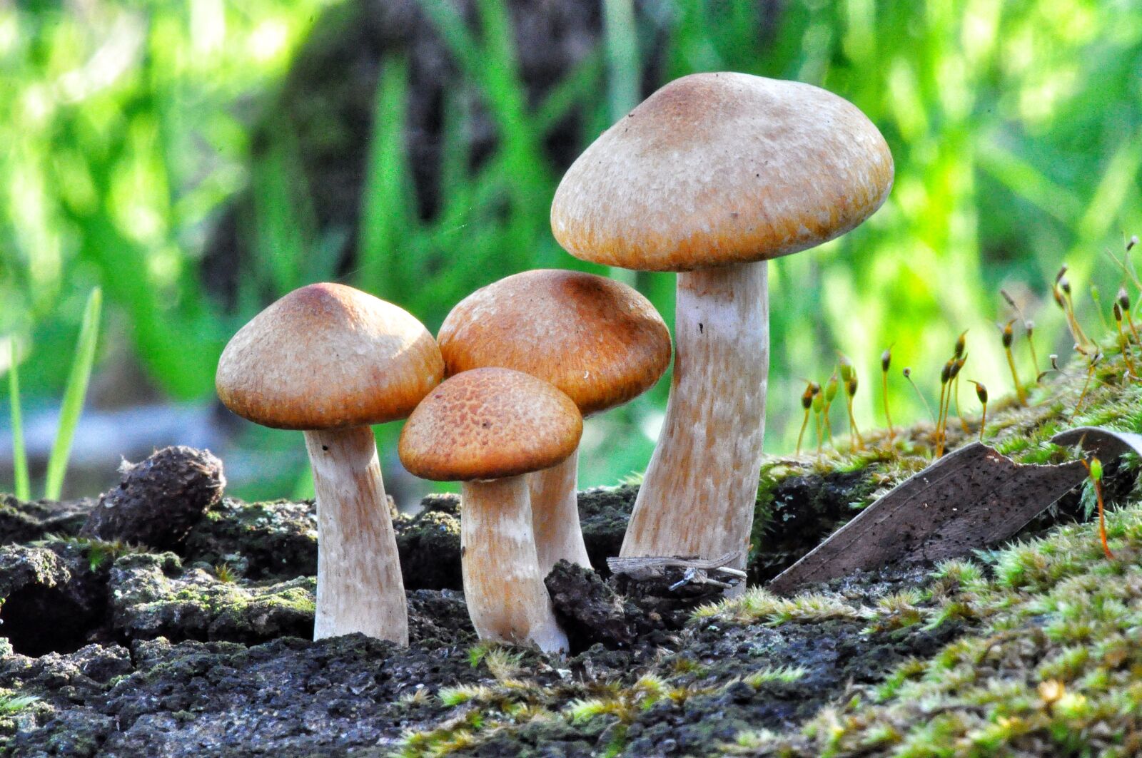 Nikon D90 sample photo. Fungi, mushroom, nature photography