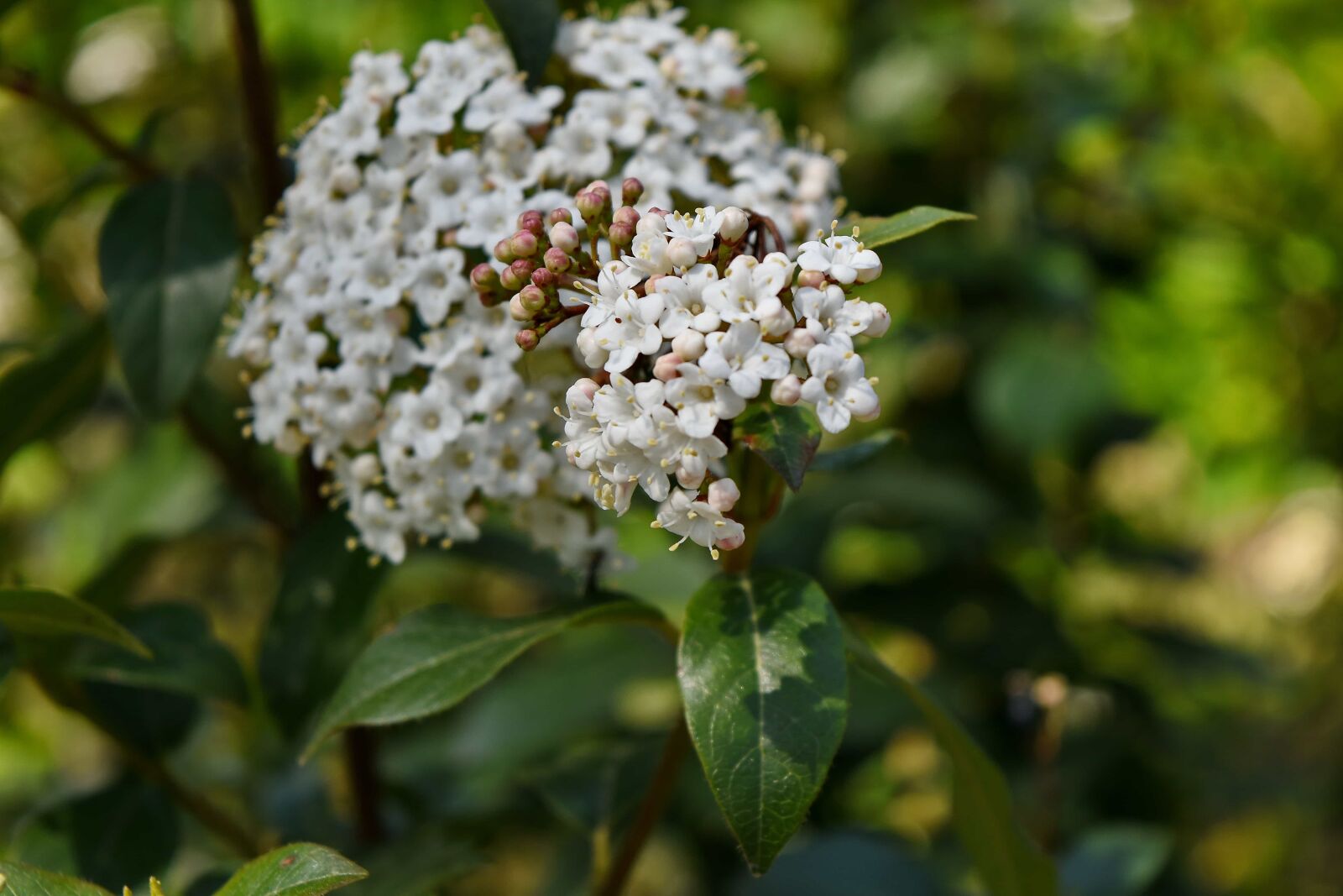 Nikon D5500 sample photo. White flower, flower, blossom photography