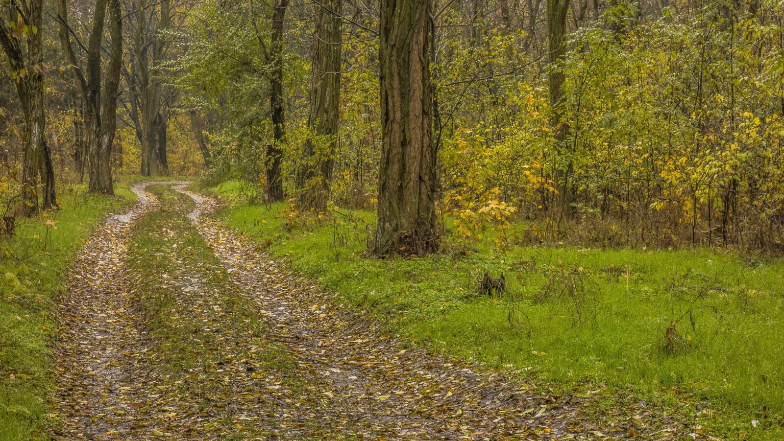 Sony Cyber-shot DSC-RX100 sample photo. Autumn, road, leaves photography