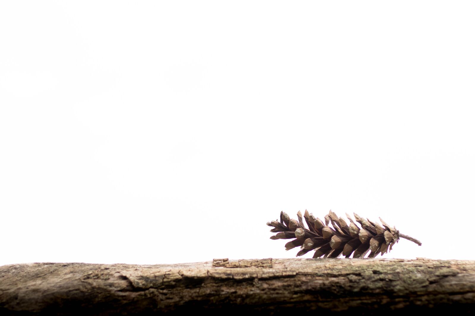 Canon EOS 80D sample photo. Pine cones, needles, nature photography