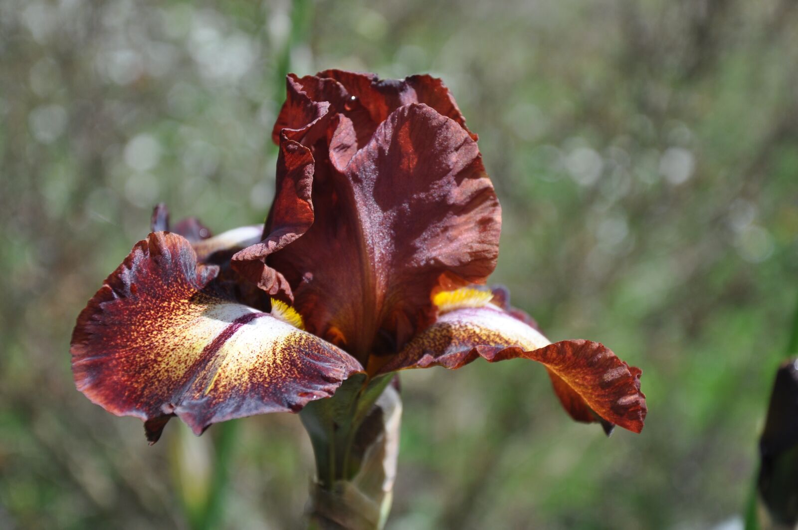 Nikon D90 sample photo. Iris, plant, flower photography